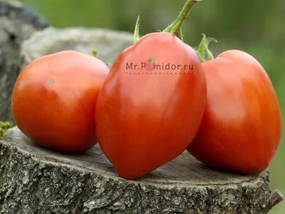 День Минусинского помидора-2020 пройдет в онлайн-формате