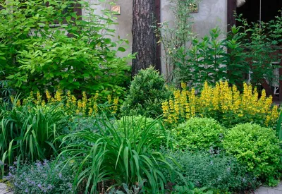 Кустарники для сада: декоративные виды цветущих многолетников для дачи, фото