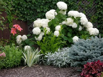 Самые популярные бордюрные растения для сада | Интернет-магазин садовых  растений