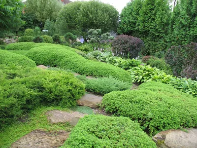 Вечнозелёные кустарники для сада: что выбрать — Roomble.com