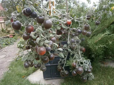 Мохнатые томаты: чем они лучше обычных? | Garden-Zoo.ru | Дзен