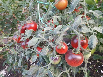 5 очень сладких сортов томатов с необычной бархатной кожицей | Моя успешная  дача | Дзен