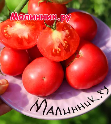 Мохнатый шмель — Семена редких сортов томатов