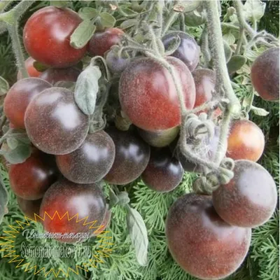 Мохнатые помидоры фото фото
