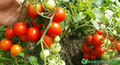Мохнатый шмель - М — сорта томатов - tomat-pomidor.com - отзывы на форуме |  каталог