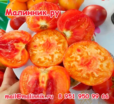 Безрассадные помидоры и способы выращивания - Agro-Market
