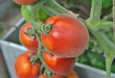 5 очень сладких сортов томатов с необычной бархатной кожицей | Моя успешная  дача | Дзен