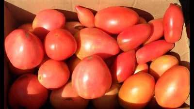 Пушистые сорта томатов для теплицы и открытого грунта - Магазин \"Теплицы\"