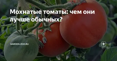Эти белые томаты удивили своим фруктовым вкусом. Два необычных  гибрида-альбиноса - Рамблер/финансы