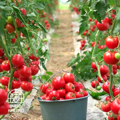 Деформированные помидоры - Good Harvest | Семена | Удобрения | Средства  защиты растений