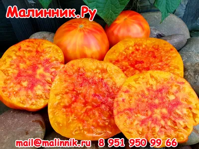 Вязаные мохнатые помидоры черри (1 шт) - купить с доставкой по выгодным  ценам в интернет-магазине OZON (1361839365)