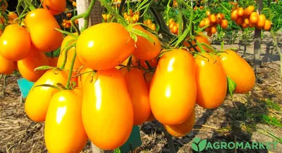 10 самых странных сортов и гибридов томатов: а вы такие сажали? | На грядке  (Огород.ru)