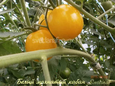 Пушистые сорта томатов или мохнатых помидоров - название и фото | Сайт о  саде, даче и комнатных растениях.