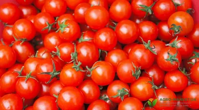 Лучшие томаты для теплиц в Подмосковье - ТОП-10