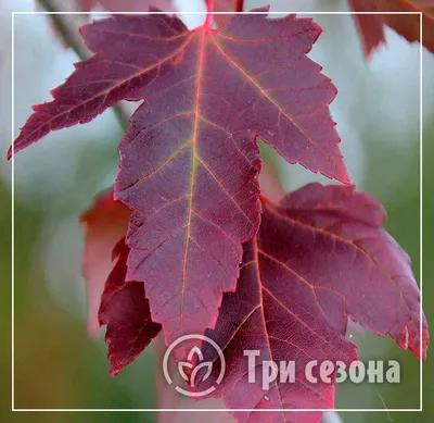 Клён остролистный — Зеленый Сад - Уральский плодопитомник