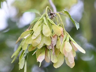 Клен ясенелистный (Acer negundo) купить по цене цена по запросу от  питомника саженцев и растений Центросад | Фото и консультация по уходу