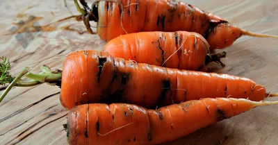 Морковь болезни фото фотографии