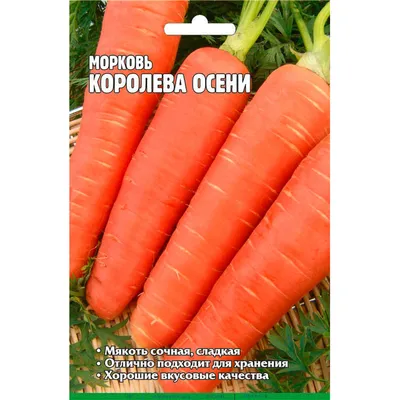 Морковь королева осени фото фотографии