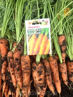 Морковь нантская фото фотографии