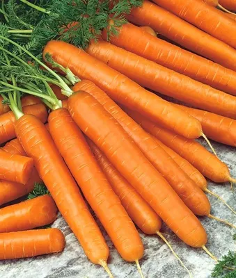 Семена Моркови ПОИСК Осенний король 2 г — цена в Оренбурге, купить в  интернет-магазине, характеристики и отзывы, фото