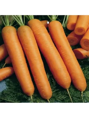 Морковь ПОИСК Агрохолдинг семена моркови, семена моркови на ленте, семена  моркови в гранулах, семена моркови нантская. - купить по выгодным ценам в  интернет-магазине OZON (930316633)