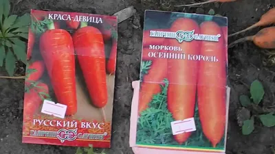 Семена моркови Осенний король — купить в интернет-магазине по низкой цене  на Яндекс Маркете
