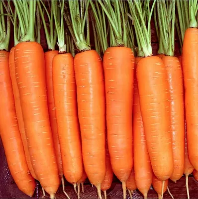 Морковь Осенний король (лента) 8м 250шт/кор