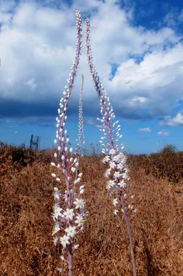 В Израиле расцвел морской лук хацав - самое стойкое растение, пробивающееся  сквозь камни