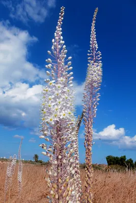 В Израиле расцвел морской лук хацав - самое стойкое растение, пробивающееся  сквозь камни