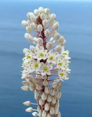 димия маритима-булбистая цветущая растение морской сквиль морской лук  ярко-белые цветы в цветке Стоковое Изображение - изображение насчитывающей  флора, стержень: 250620453