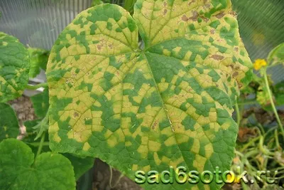 Супер-Агро - ‼️Как и на других растениях, #вирус мозаики огурца🥒  представляет собой угрозу для товарного урожая, не смотря на то, где  произошло заражение – в теплице, или в грунте. В теплицах, в