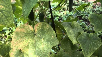 Пятна на листьях огурцов – из-за чего появляются, что делать и чем лечить |  На грядке (Огород.ru)