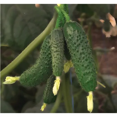 Семеноводческие баталии с вирусом зеленой крапчатой мозаики огурца