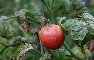 Мучнистая роса на помидорах фото фотографии
