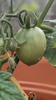 Как избежать появления белых пятен на листьях помидоров: 8 причин и  эффективные меры профилактики | Быть или не быть | Дзен