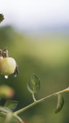 4 причины почему белеют листья помидоров и как спасти растение от гибели |  Твоя усадьба | Дзен