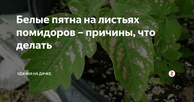 Белые пятна на листьях помидоров: 8 причин и 6 способов профилактики - Дом  Mail.ru