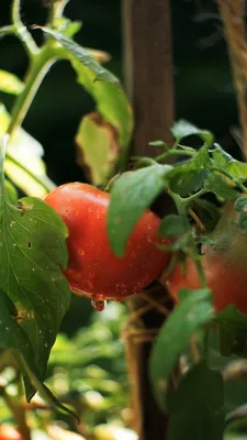 Отчего появились пятна на листьях рассады помидоров и как это вылечить? -  ответы экспертов 7dach.ru
