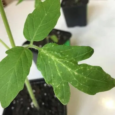 Белые пятна на рассаде томатов: что делать, фото на листьях, лечение