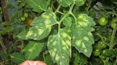Белые пятна на листьях рассады томатов, причины, лечение, профилактика