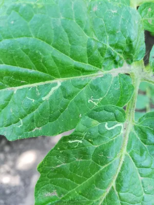 Коричневые пятна на листьях помидоров: чем лечить в теплице и открытом  грунте - Ортон
