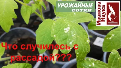 Белые пятна на листьях рассады томатов, причины, лечение, профилактика