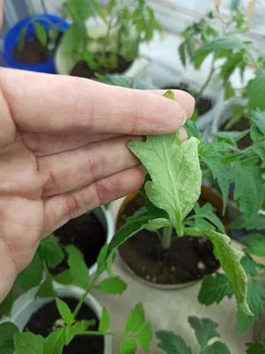 Белые листья томатов: причины и что делать Agro-Market