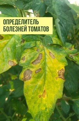Что делать, если на листьях помидоров появились пятна | На грядке  (Огород.ru)