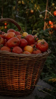 На листьях рассады томатов появились пятна – белые, желтые, черные,  прозрачные, фото, что делать