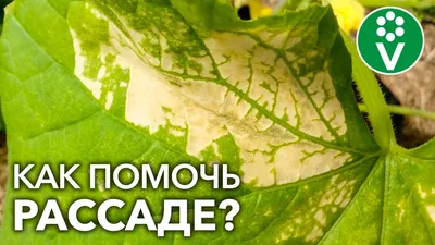 Болезни томатов и способы борьбы с ними - 3 августа 2021 - 63.ru