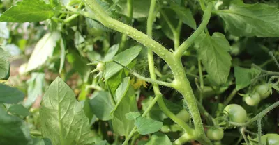 Белые пятна на листьях помидор в теплице и открытом грунте - Ортон