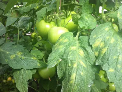 Белые листья томатов и немного перцев!!! помогите определить заболевание! -  Вредители, болезни, сорняки - tomat-pomidor.com - форум