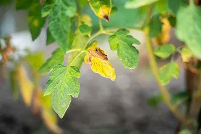 Что это за пятна на плодах и листьях томатов? - ответы экспертов 7dach.ru