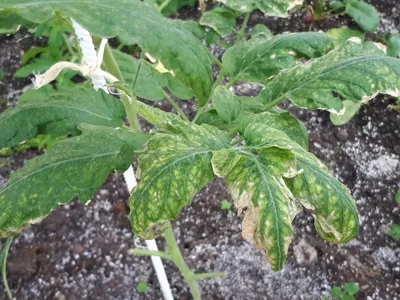 Листовая плесень томатов: фото и лечение в теплице